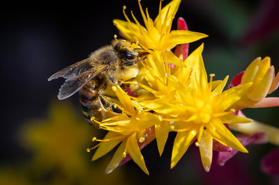 Organic Honey